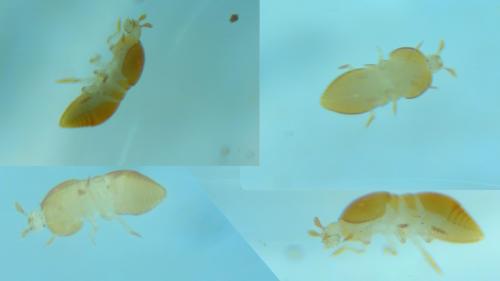 Réf. 280 040 : Cephennium sp.